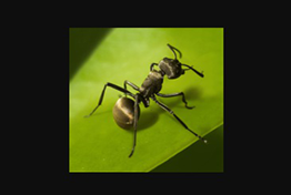 [Android] ģ⾭Ӫ ϵV1.0